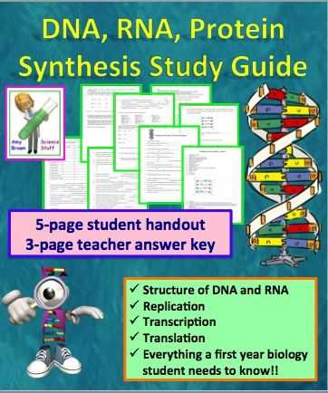 Transcription and Translation Worksheet with Dna Rna Protein Synthesis Worksheet Study Guide