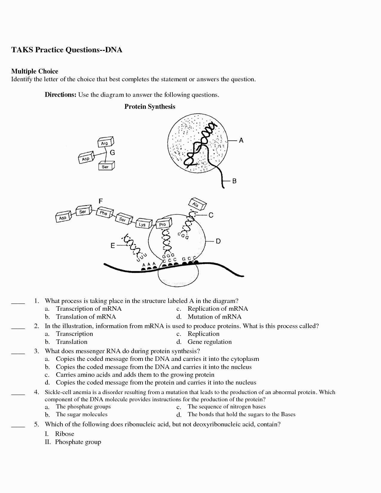 Translations Of Shapes Worksheet Answers with Rna and Gene Expression Worksheet Answers Beautiful Translation