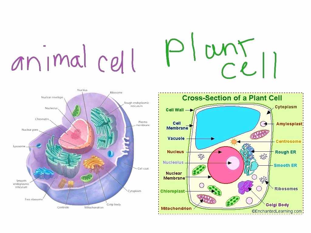 Transport In Cells Worksheet Also Cell Diagram Plant Fresh Plant Cell Structure as Biology D