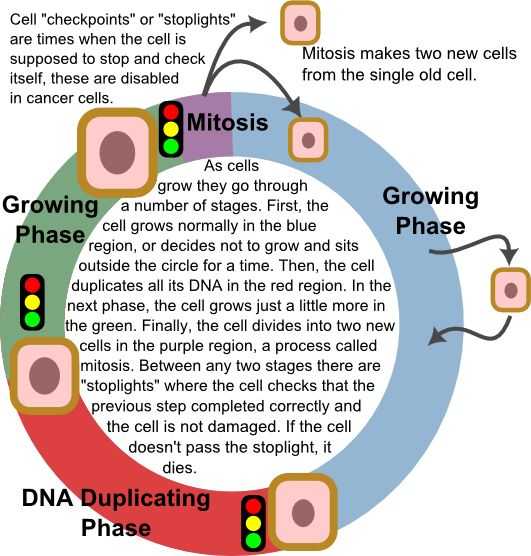 Virtual Lab the Cell Cycle and Cancer Worksheet Answers and 44 Best Cells Cancer Images On Pinterest