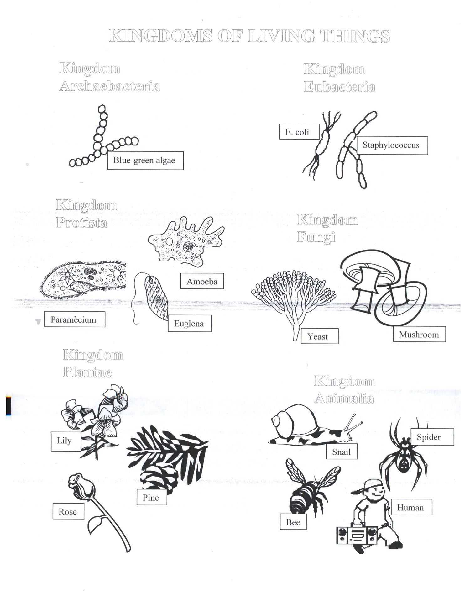 Virus and Bacteria Worksheet Answer Key Along with Lytic Cycle Worksheet Worksheet for Kids In English