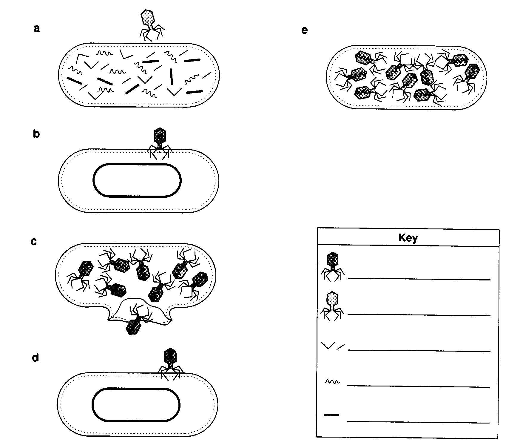 Virus and Bacteria Worksheet Answer Key as Well as Lytic Cycle Worksheet Worksheet for Kids In English