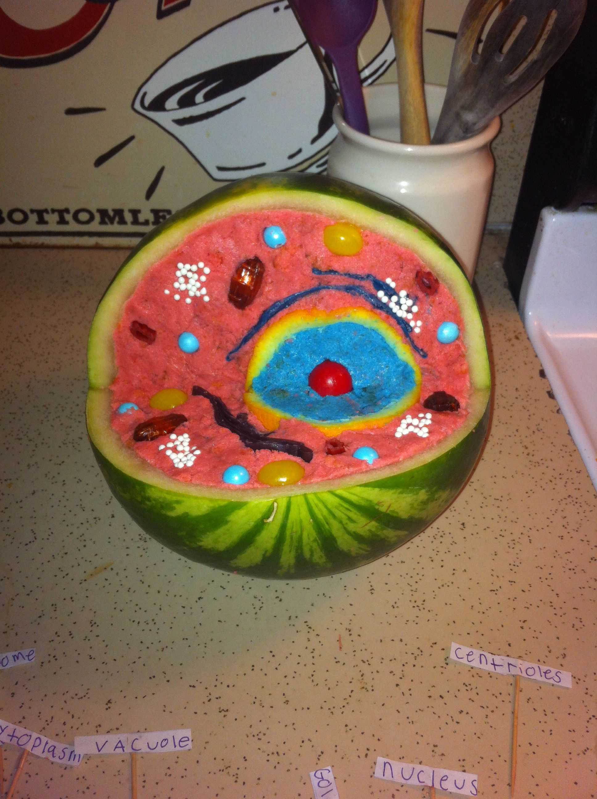 Animal Cell Worksheet Also Incredible Edible Cell Project Yummy