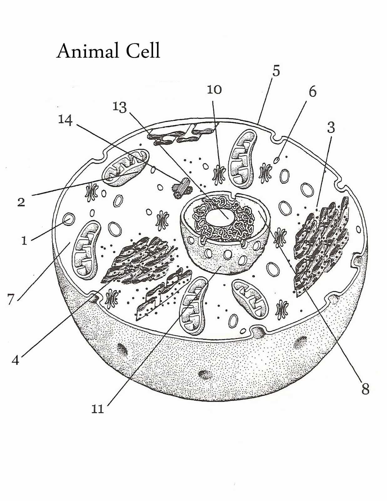 Animal Cell Worksheet and Animal Cell and Labels Unique Diagram A Plant Cell without Labels