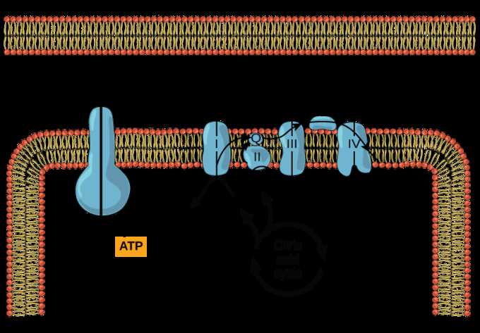 Atp Adp Cycle Worksheet 11 Along with Oxidative Phosphorylation