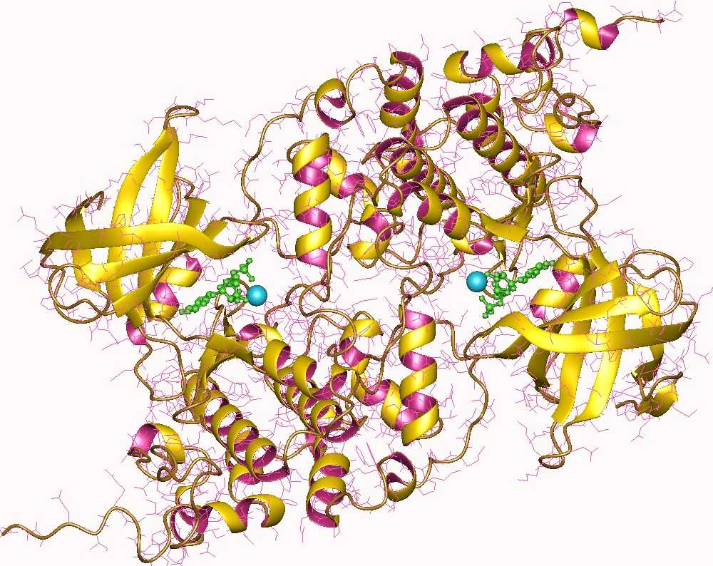 Atp Adp Cycle Worksheet 11 or Tau Protein Kinase