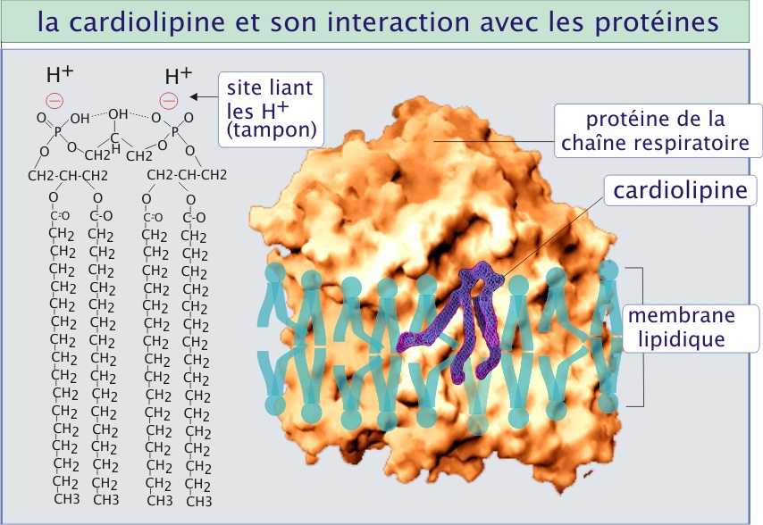 Atp Adp Cycle Worksheet 11 together with 5 La Mitochondrie [biologie Cellulaire] Crédits
