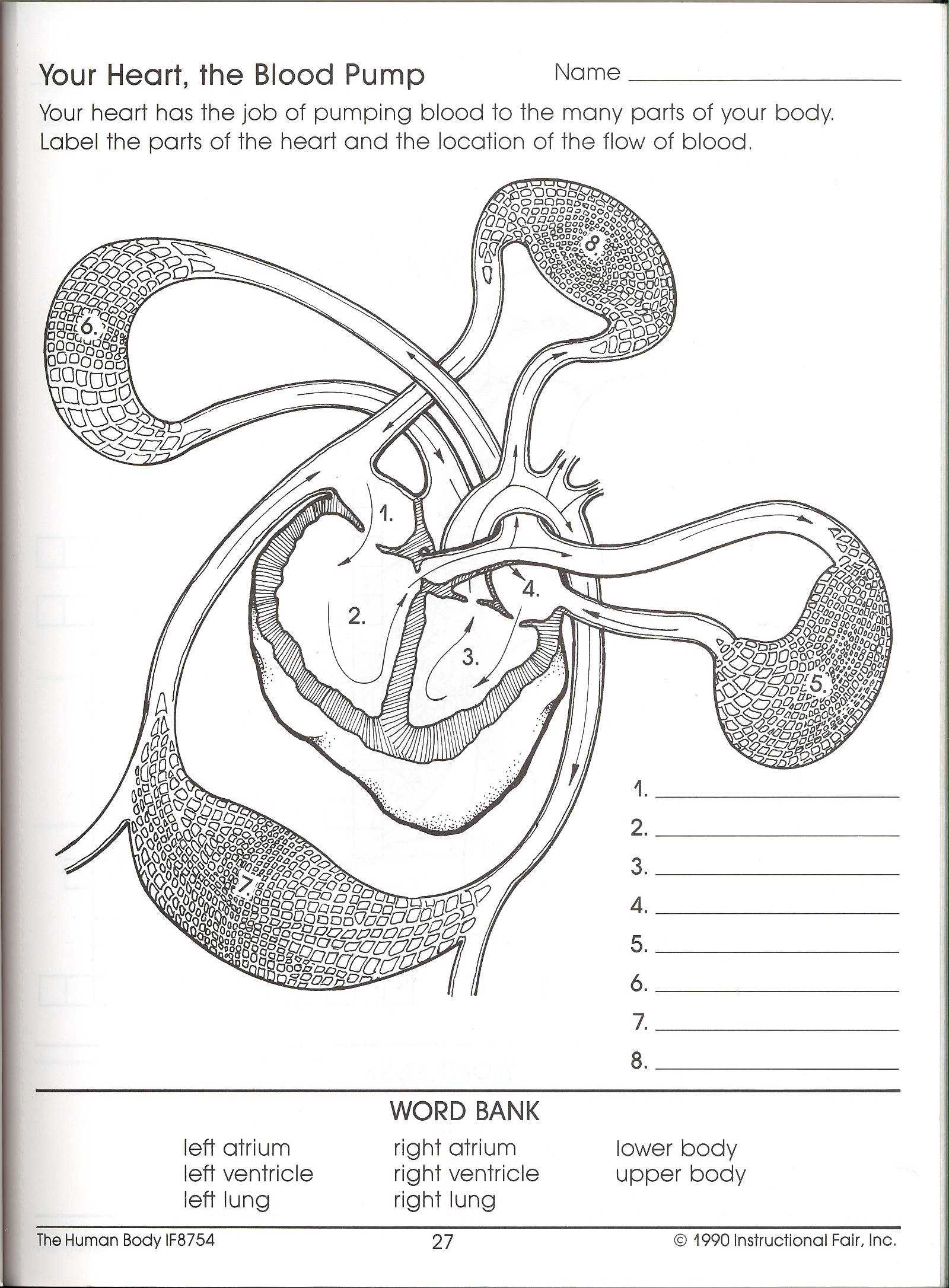 Body Tissues Worksheet Also Lymphatic System Worksheet Lesupercoin Printables Worksheets the