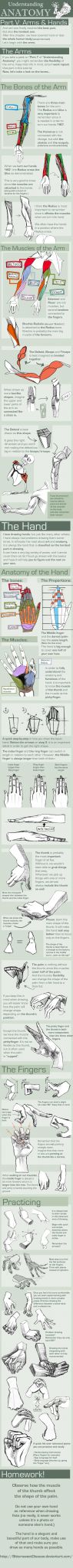 Body Tissues Worksheet as Well as 13 Best Anatomical Diagrams Images On Pinterest