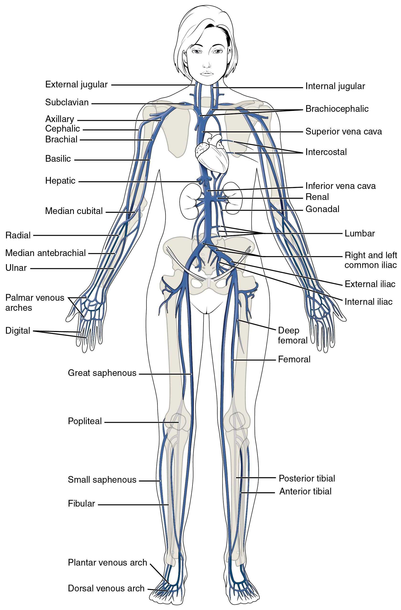 Body Tissues Worksheet with Circulatory System Diagram Labeled Unique Beste Circulatory System