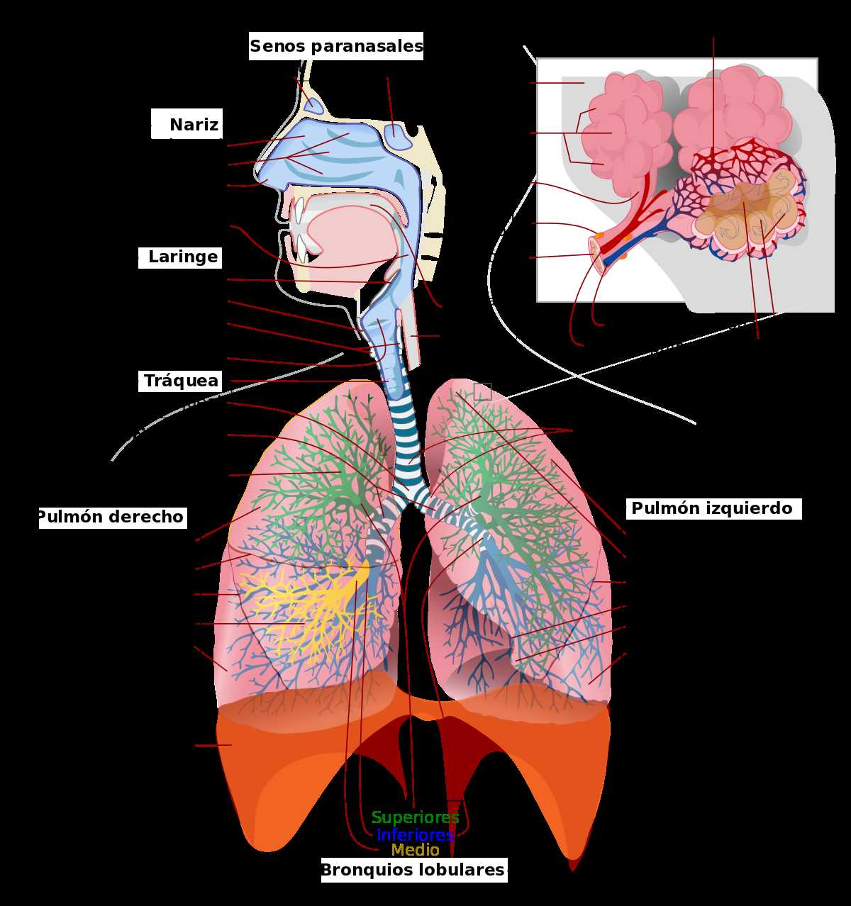 Cancer Out Of Control Cells Worksheet Answer Key and Aparato Respiratorio La Enciclopedia Libre