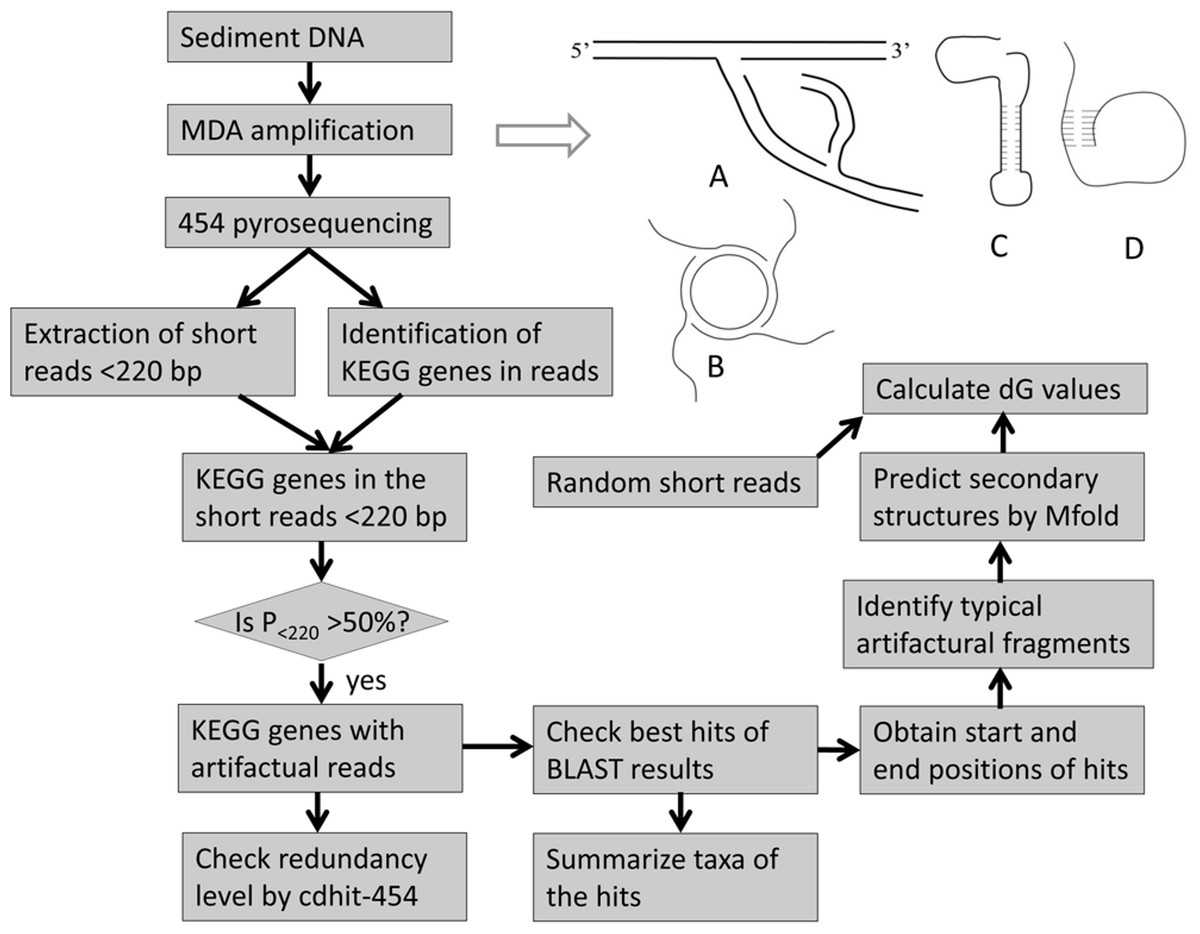 Categories Of Chemical Reactions Worksheet Answers together with Artifactual Pyrosequencing Reads In Multiple Displacement