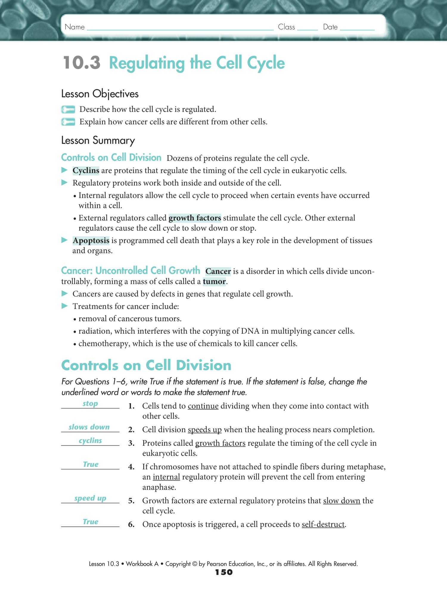 Cell Cycle and Mitosis Worksheet Also the Cell Cycle Worksheet Answers Aff1e8312a9b Battk