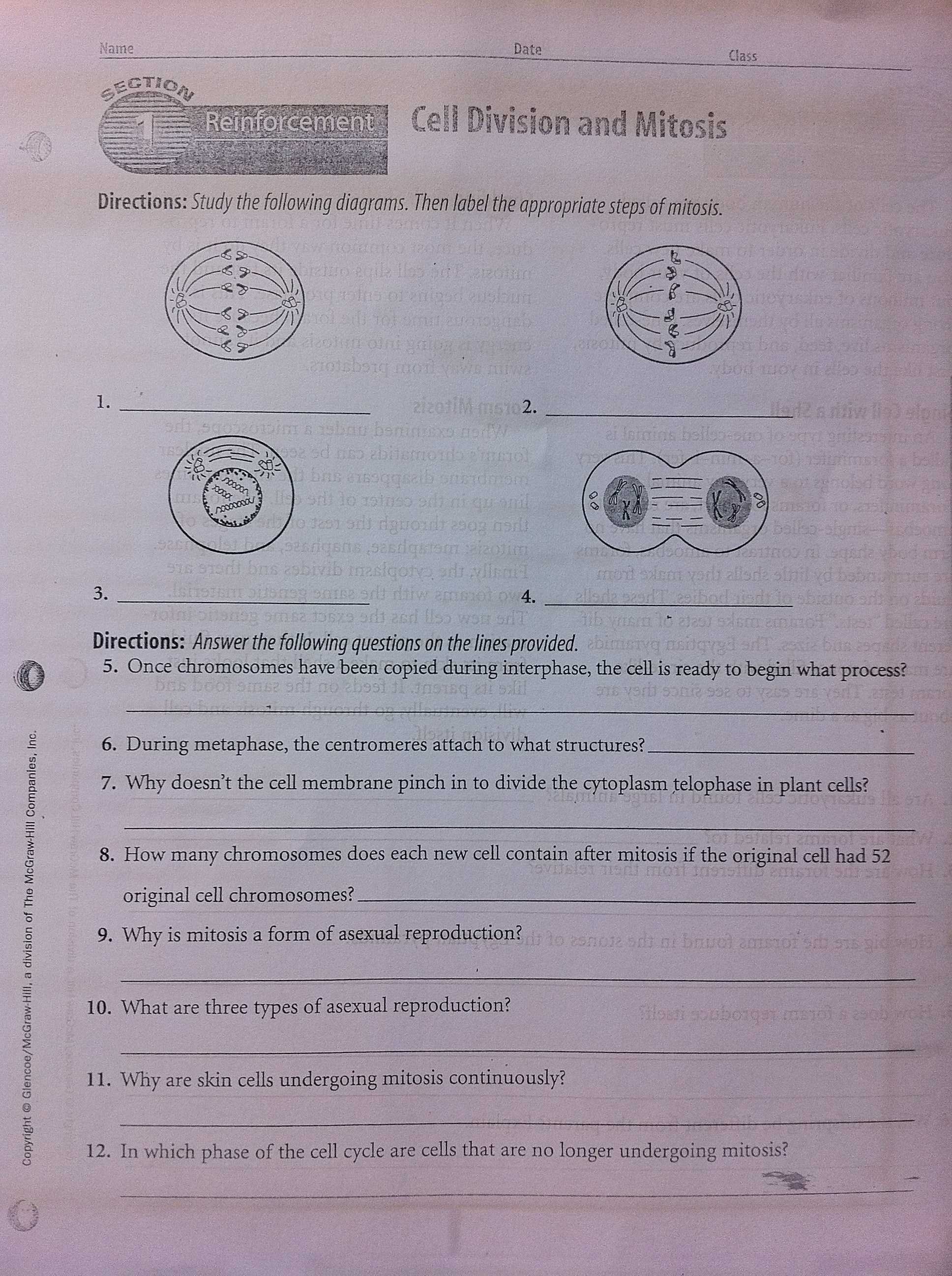 Cell Cycle Worksheet Answers Biology Along with Cellular Respirationword Puzzle Worksheet Answers Cell Reproduction