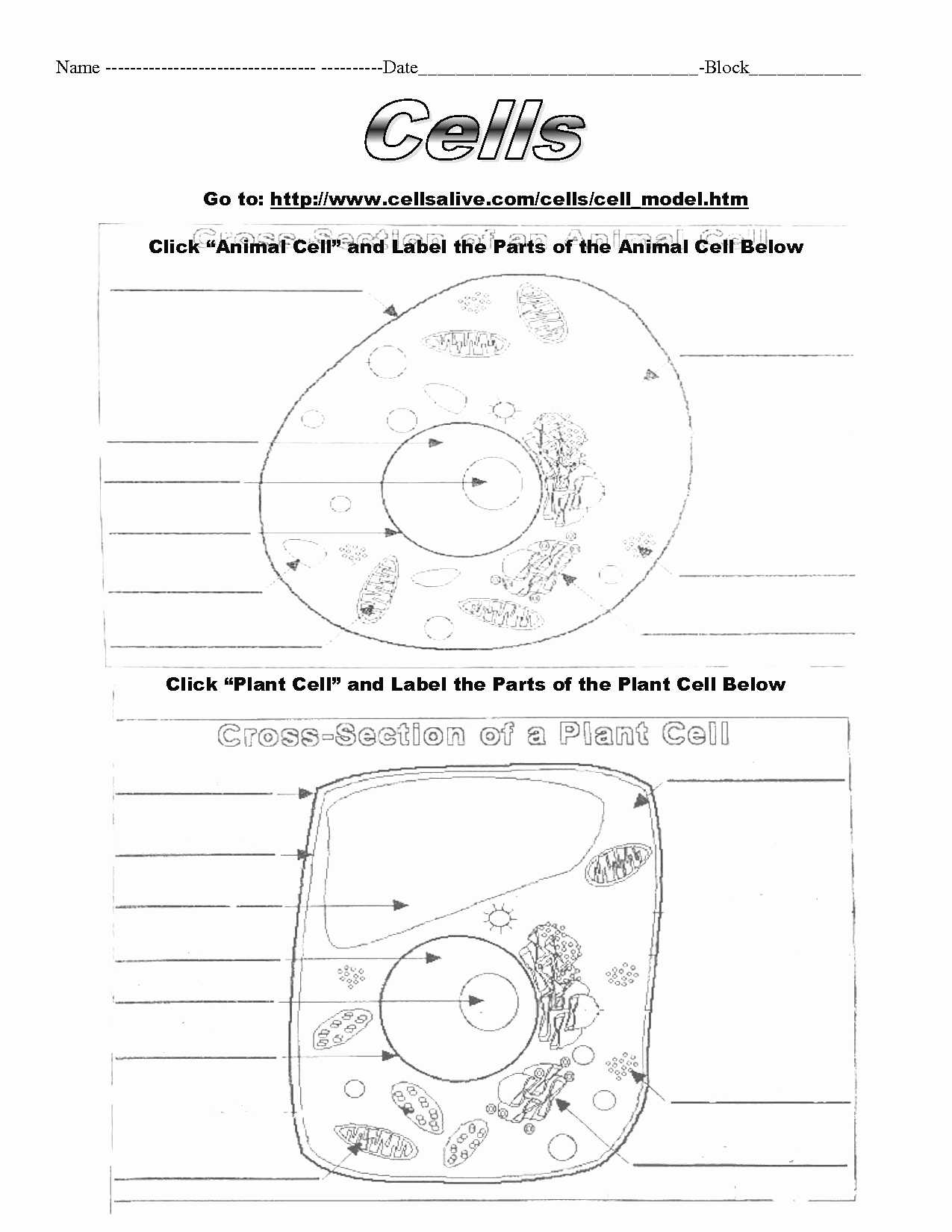 Cell Cycle Worksheet Answers Biology and Cells Alive Cell Cycle Worksheet Answers Cells Alive Worksheet