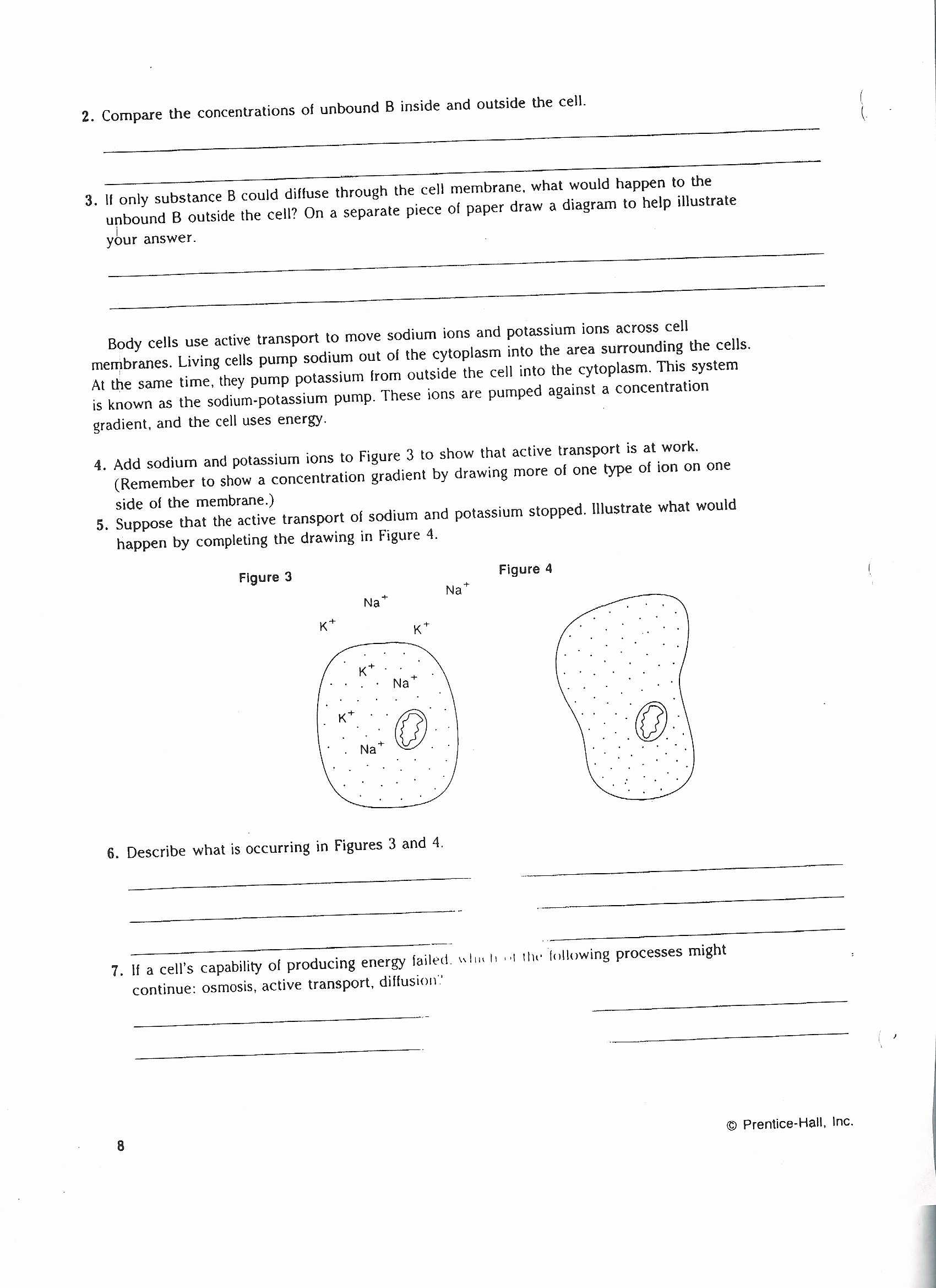 Cell Membrane and Transport Worksheet Answers Along with Cellular Transport and the Cell Cycle Worksheet Worksheet