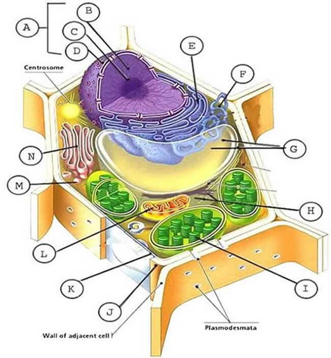 Cell Membrane and Transport Worksheet or Animal and Plant Cell Labeling