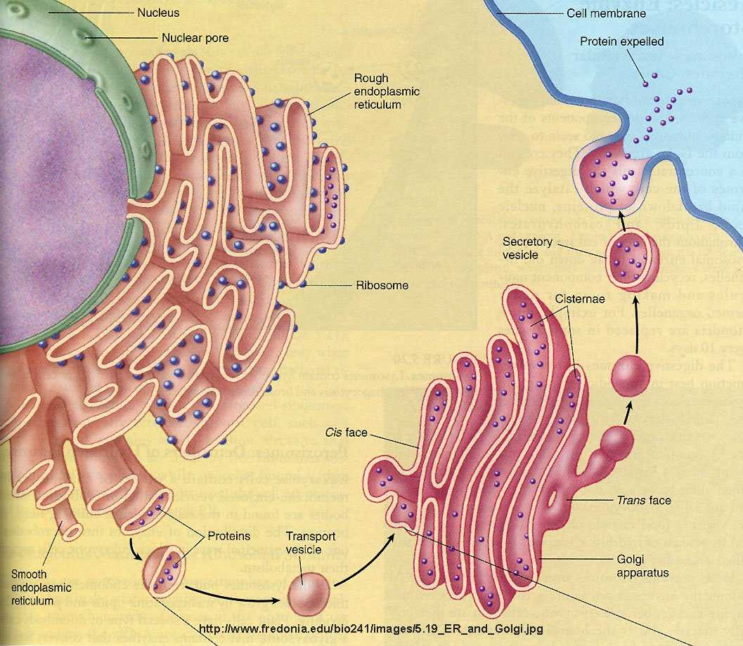 Cell Membrane and Transport Worksheet or Welkescience Golgi Apparatus Animal