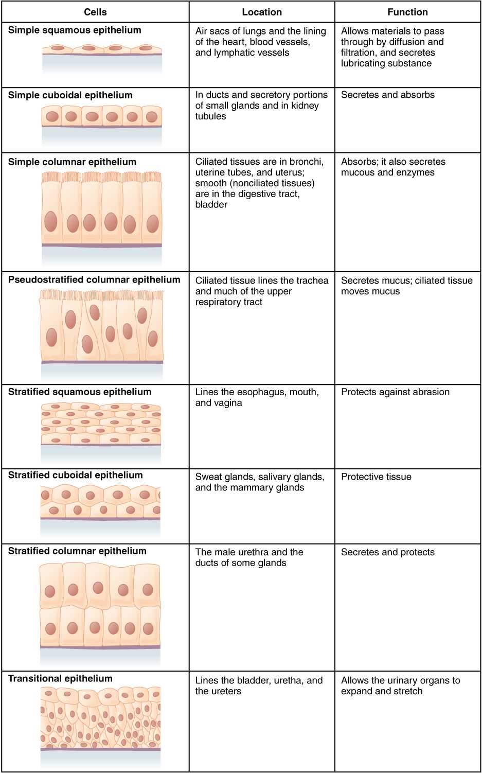 Cell Membrane Structure and Function Worksheet together with 4 2 Epithelial Tissue – Anatomy and Physiology