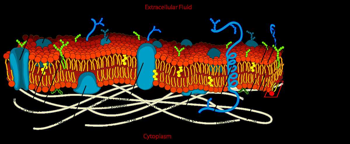 Cell Membrane Structure and Function Worksheet together with Fluid Mosaic Model