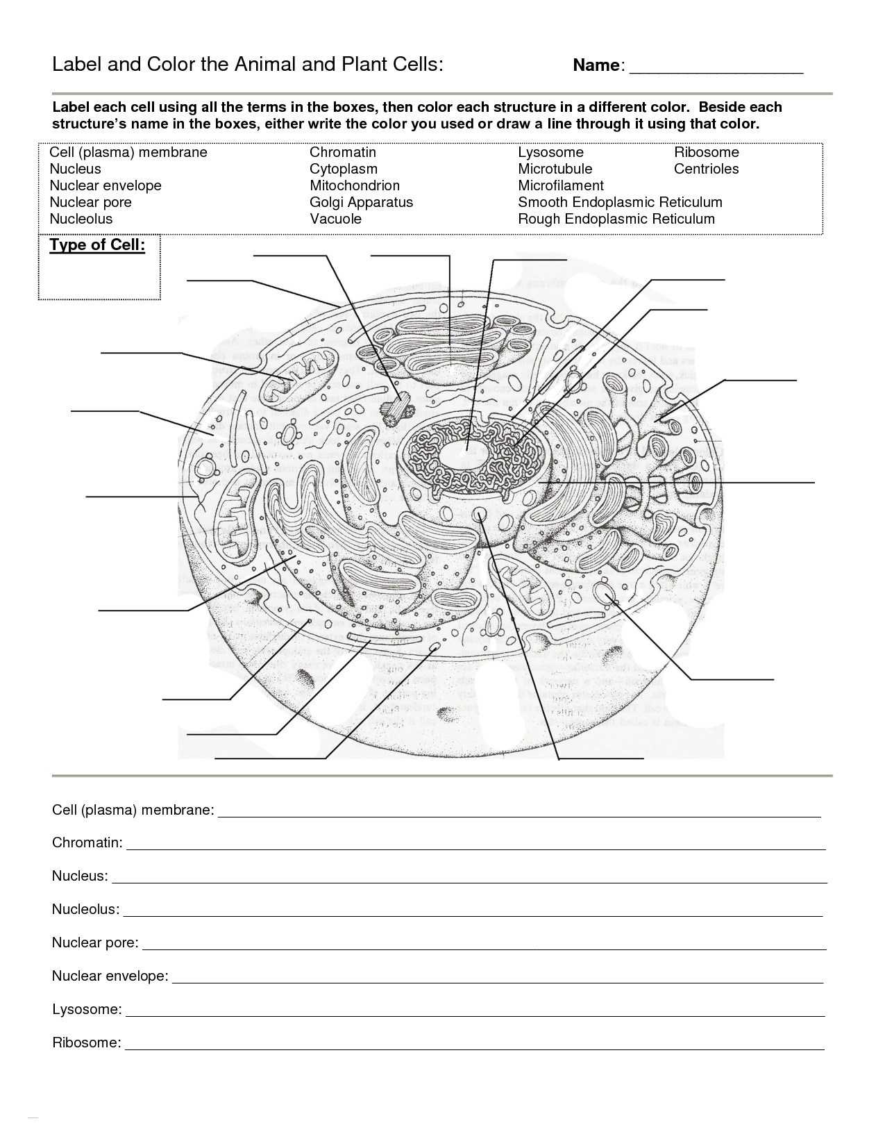 Cell organelles Worksheet together with Diagram Cell organelles Download Diagram A Plant and Animal Cell