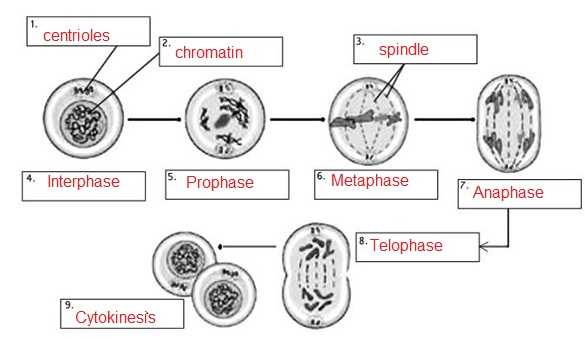 Cell Review Worksheet Also Mitosis Practice Answer Key