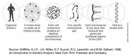 Cell Review Worksheet as Well as File Eprimer Genes Figure 3 Wikimedia Mons