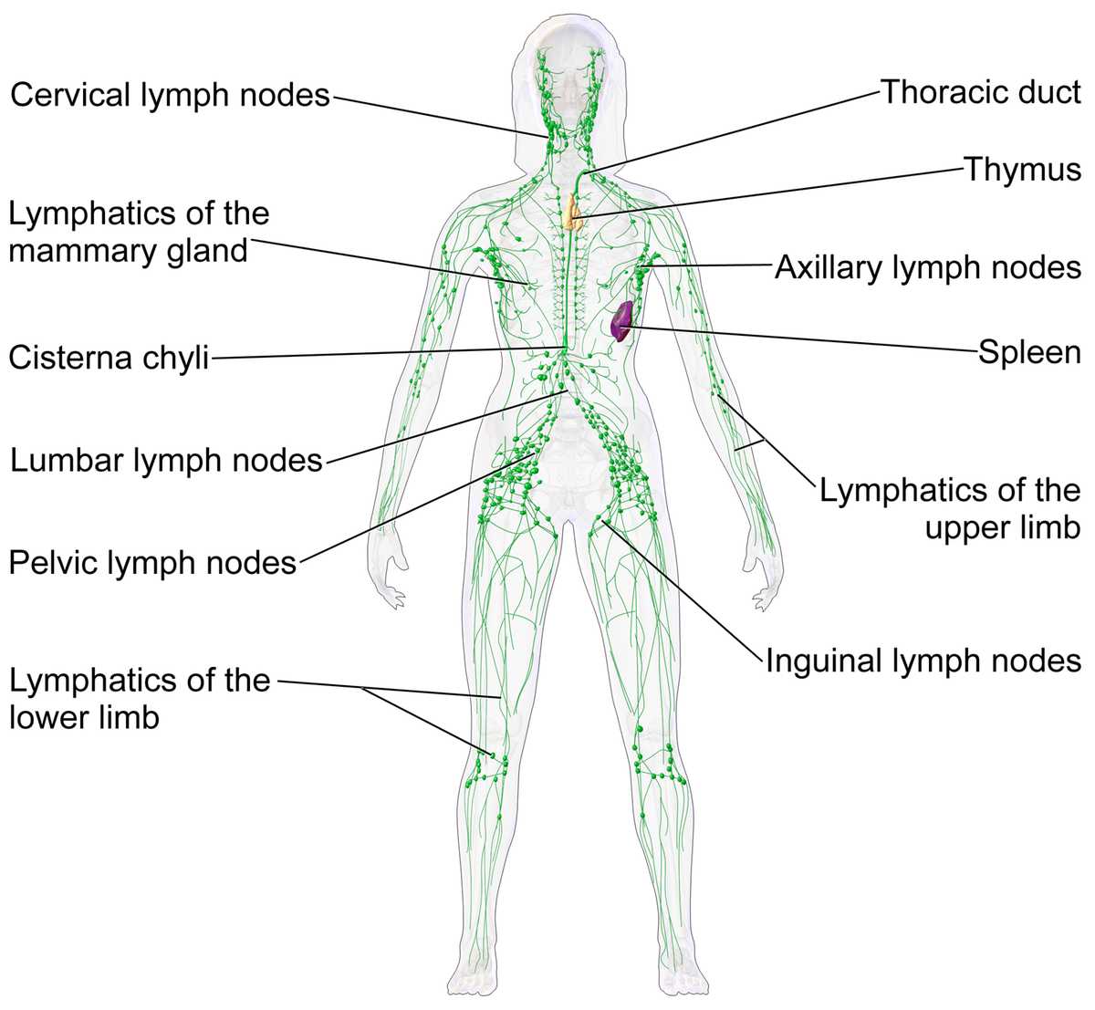 Cell Transport Review Worksheet or Lymphatic System