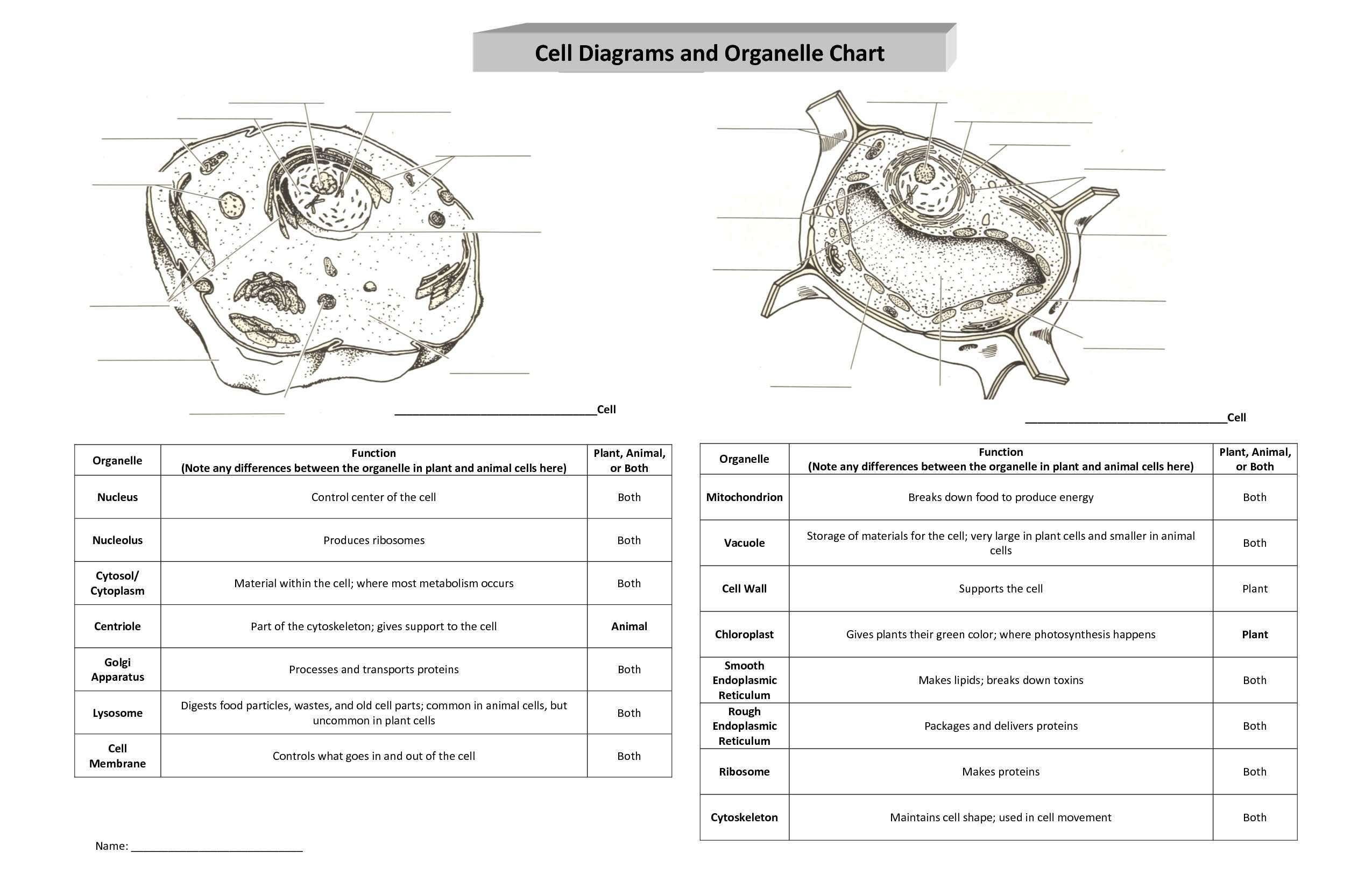 Cells and organelles Worksheet or organelles Diagram Unique Label Cell organelles Worksheet Worksheet