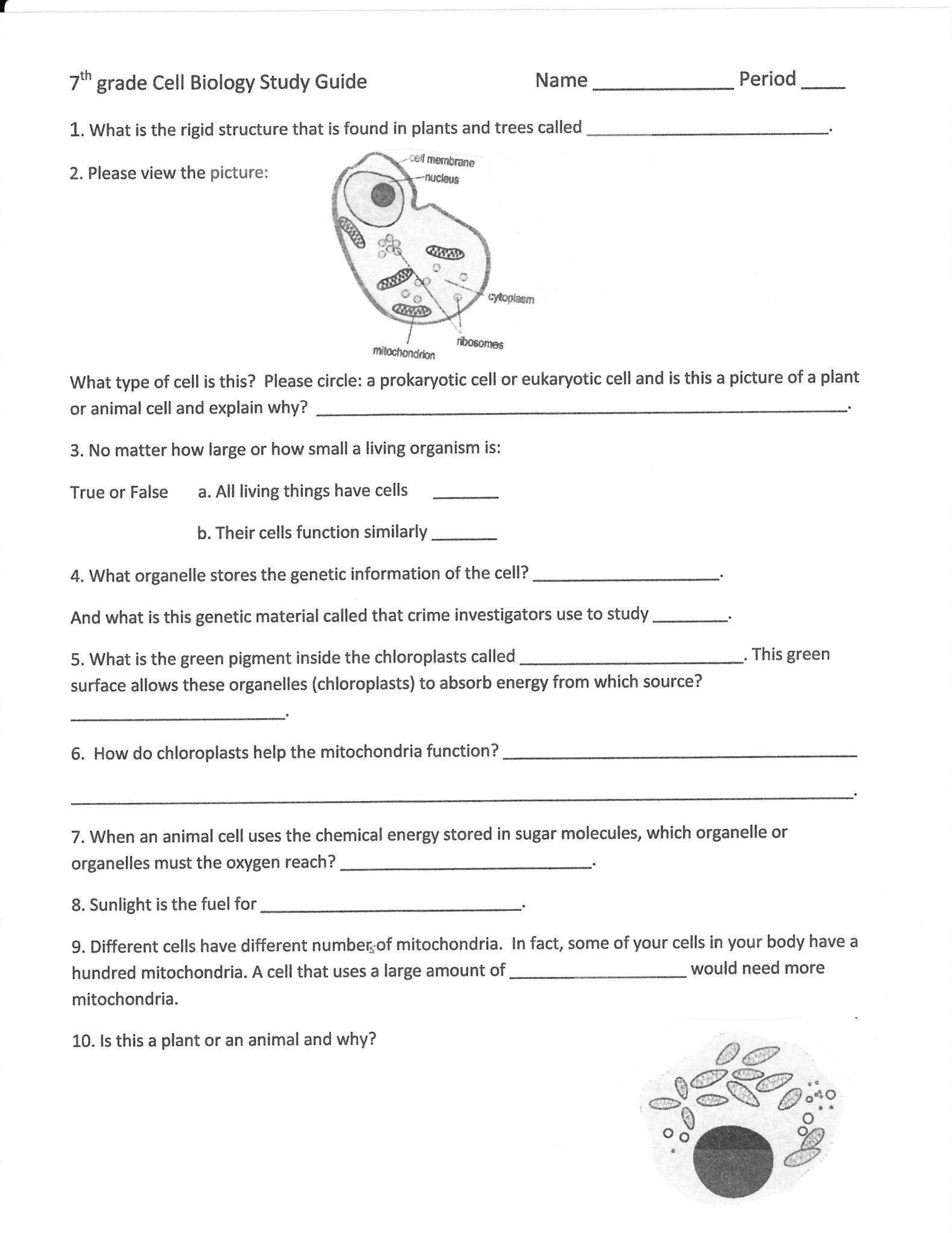 Cells and organelles Worksheet together with Inside the Cell Worksheet Answers Best 710 Best Cells