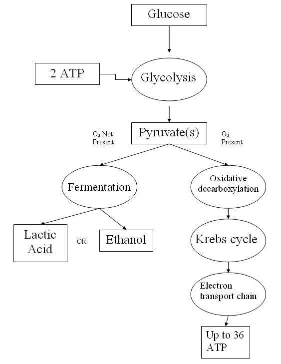 Cellular Respiration and Fermentation Worksheet Answers together with Cellular Respiration Simple English the Free