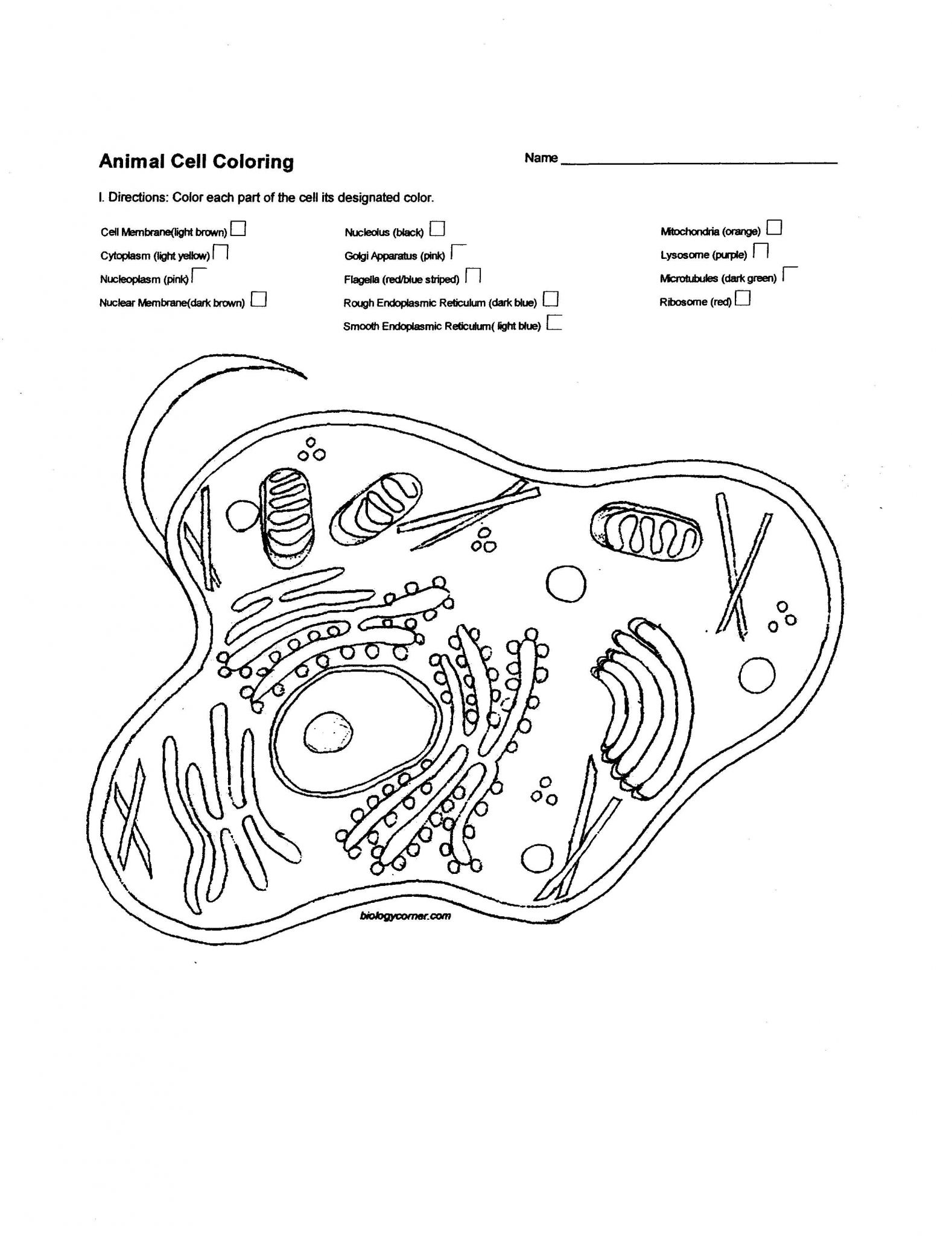 Cellular Structure and Function Worksheet and Plant Cell Drawing at Getdrawings