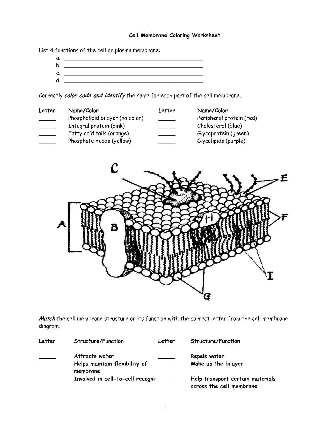 Cellular Structure and Function Worksheet and with Cell Membrane Coloring Worksheet Coloring Pages Answers