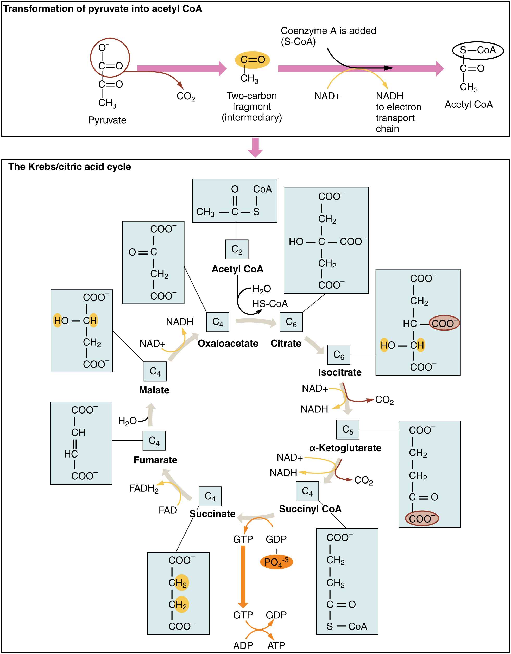 Cellular Transport and the Cell Cycle Worksheet as Well as 24 2 Carbohydrate Metabolism – Anatomy and Physiology