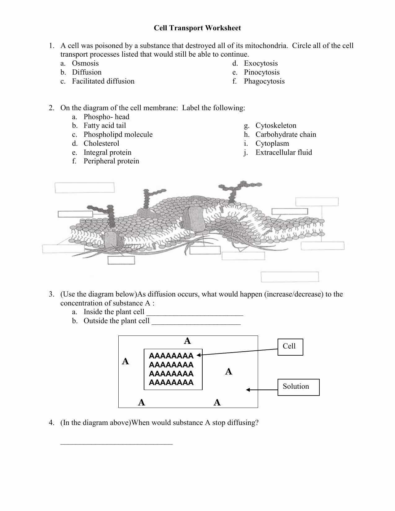 Cellular Transport Worksheet Answer Key together with Cell Membrane Coloring Worksheet Lovely Answer Keys Answers