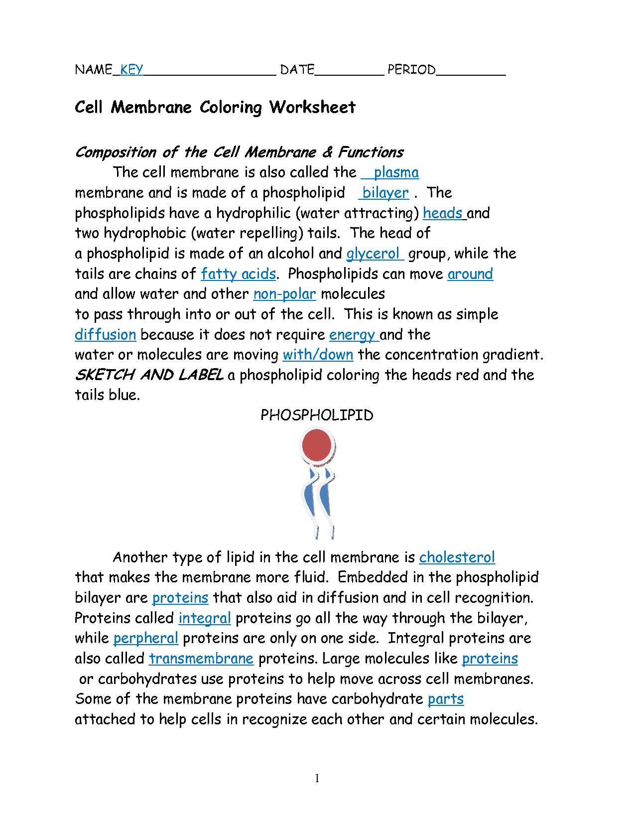 Cellular Transport Worksheet Section A Cell Membrane Structure Answer Key with Up Ing Cell Membrane Coloring Worksheet Answers Tips totaltravel Us
