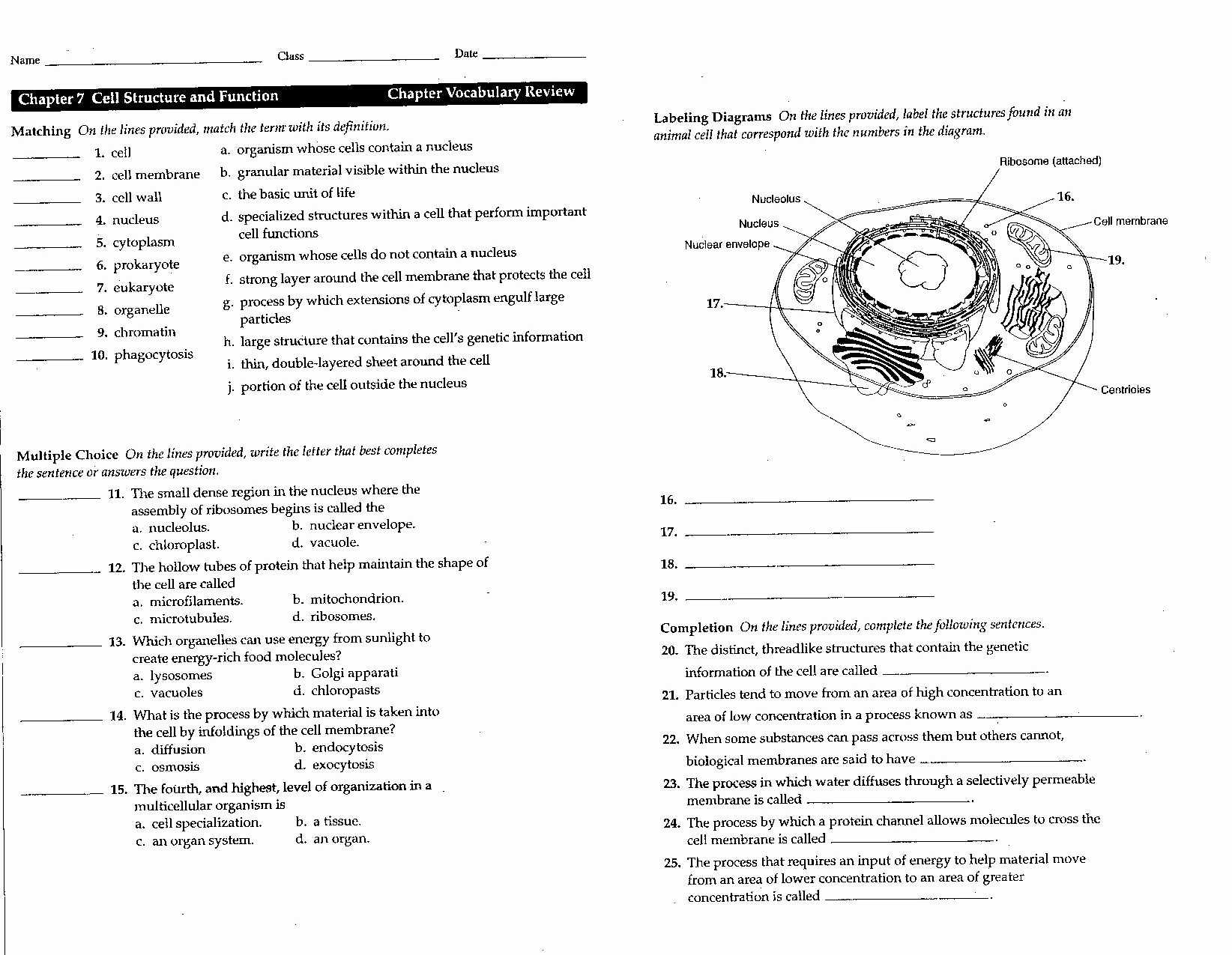 Chapter 7 Cell Structure and Function Worksheet Answers and Cell Structure and Function Worksheet Answers 36 Lovely Pics Chapter