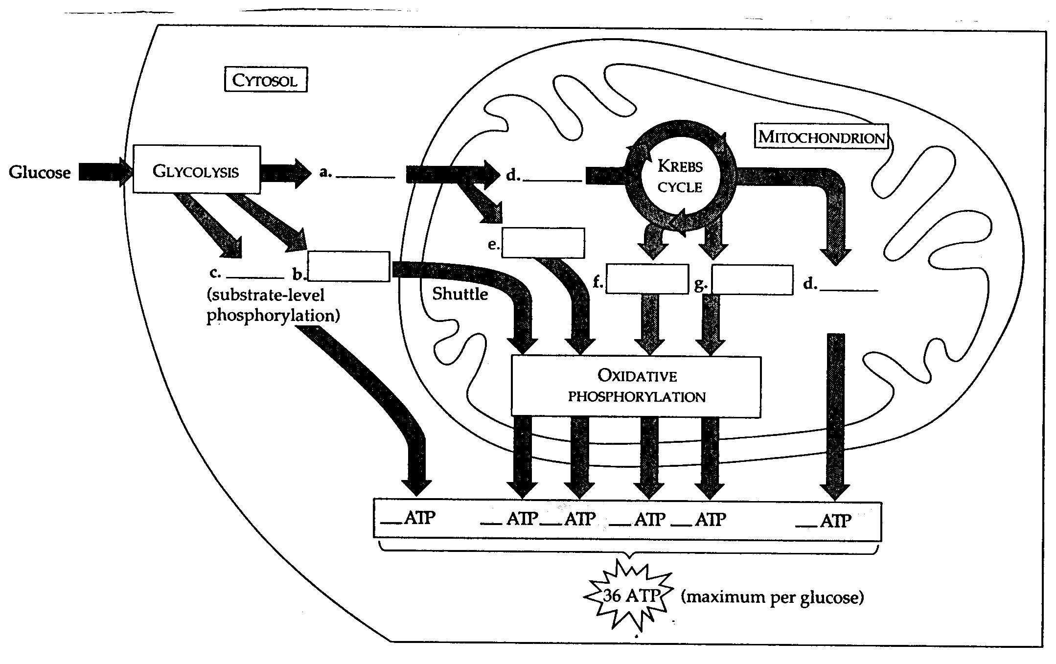 Characteristics Of Bacteria Worksheet as Well as Metabolism Workshop Biology Pinterest
