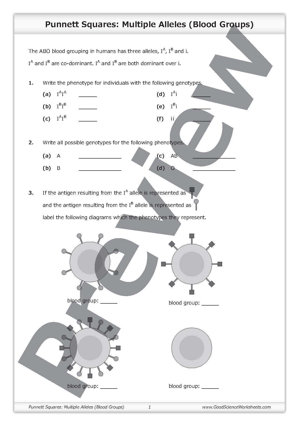 Codominance Incomplete Dominance Worksheet Answers with Multiple Alleleraits Worksheet Picture Hd Beyond Mendel Codominance
