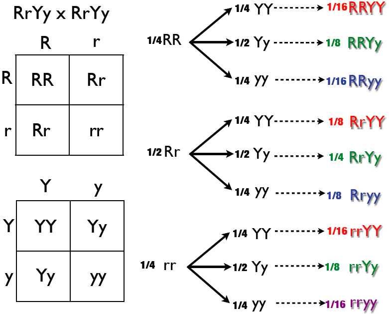 Counting Techniques Worksheet and File Dihybrid Cross Tree Method Wikimedia Mons