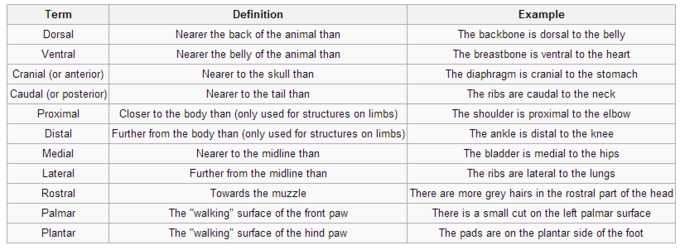 Diffusion Worksheet Answers Along with Animal form and Function