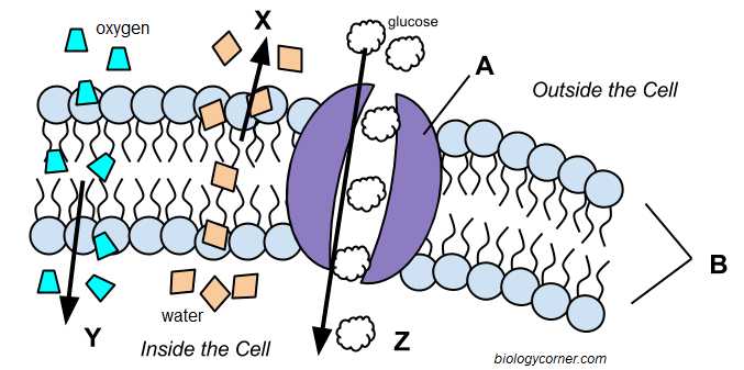 Diffusion Worksheet Answers and Cell Transport Graphic