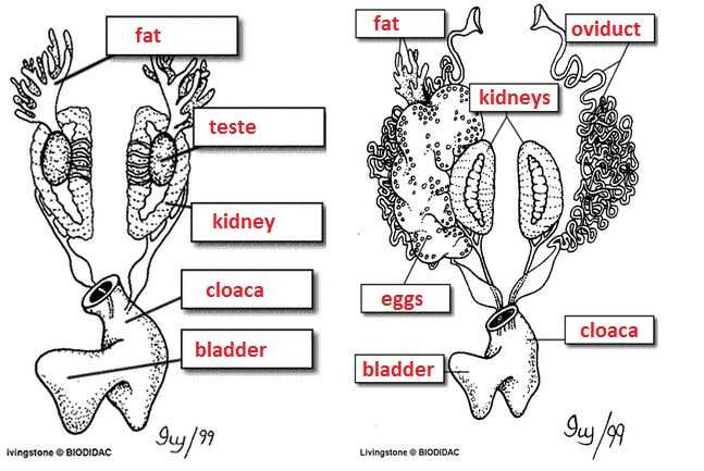 Digestion Worksheet Answer Key and Frog Dissection Digestive Urogenital
