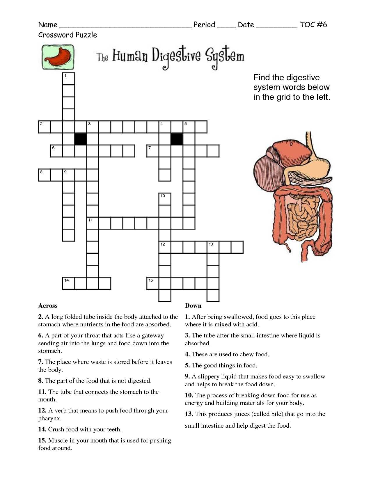 Digestive System Worksheet Answers or Word Tree Diagram New Berühmt Human Anatomy Word Search