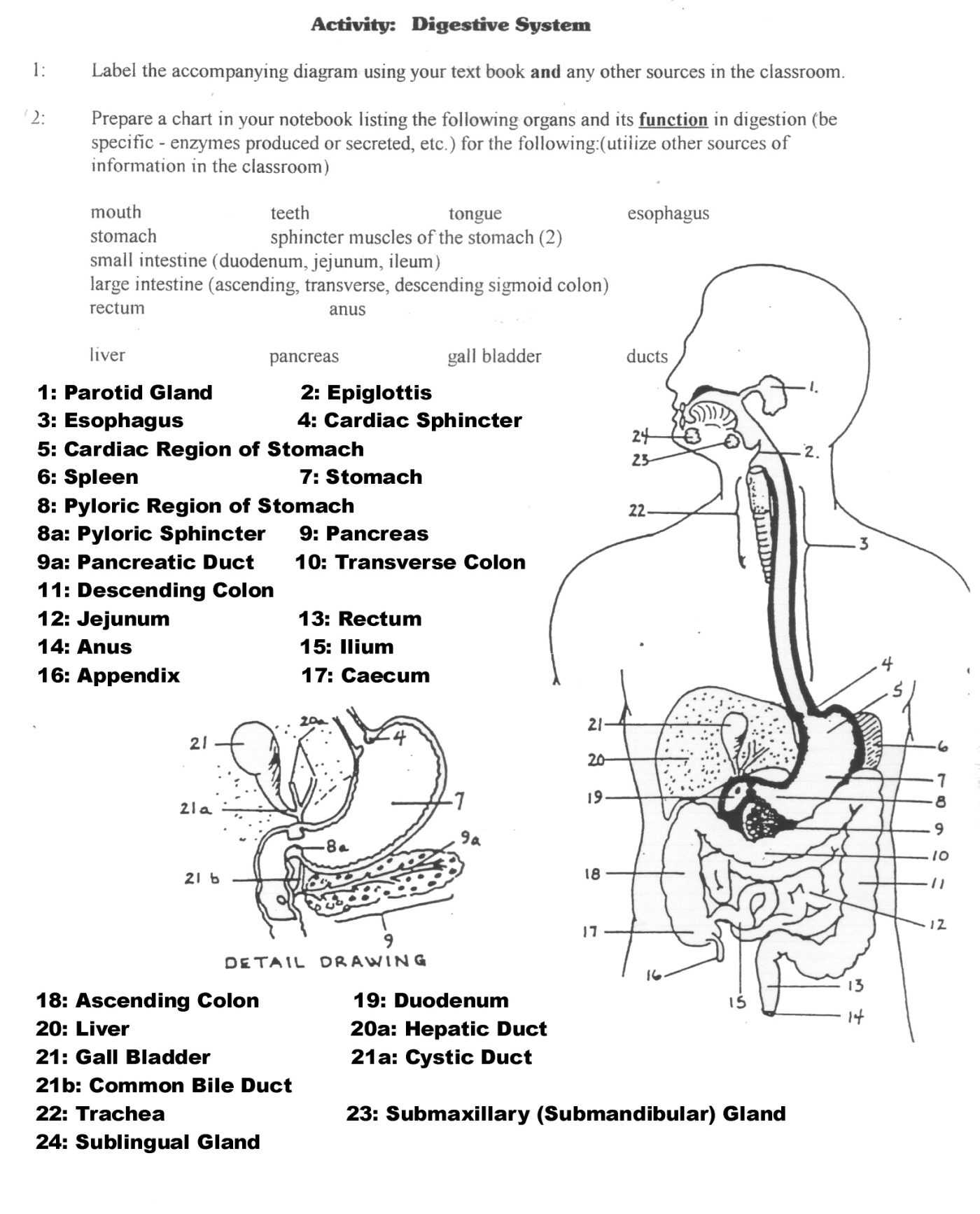 Digestive System Worksheet Answers together with Digestive System Crossword Puzzle Pdf High Resolution with