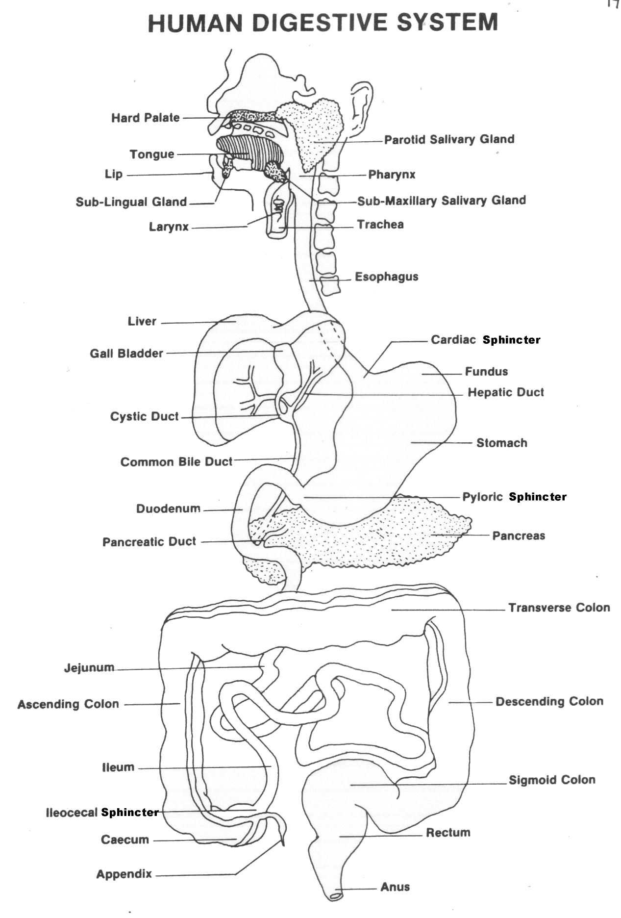 Digestive System Worksheet Answers with Niedlich the Anatomy and Physiology Animals Digestive System