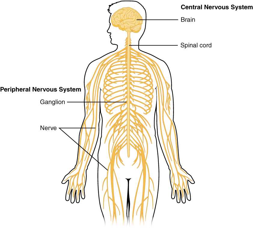 Direct Variation Worksheet with Answer Key with Central Nervous System