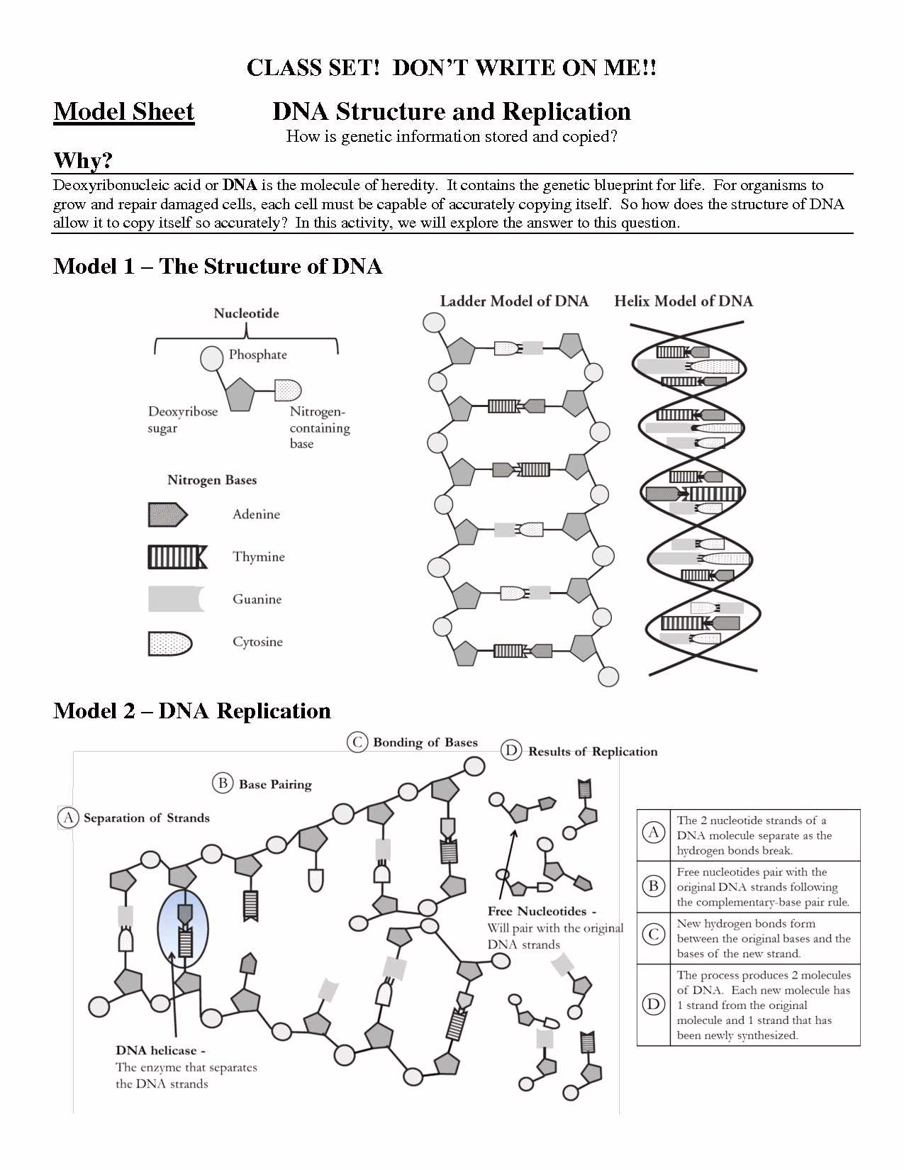 Dna Replication Coloring Worksheet Answer Key with Dna Coloring Transcription and Translation Answer Key Awesome