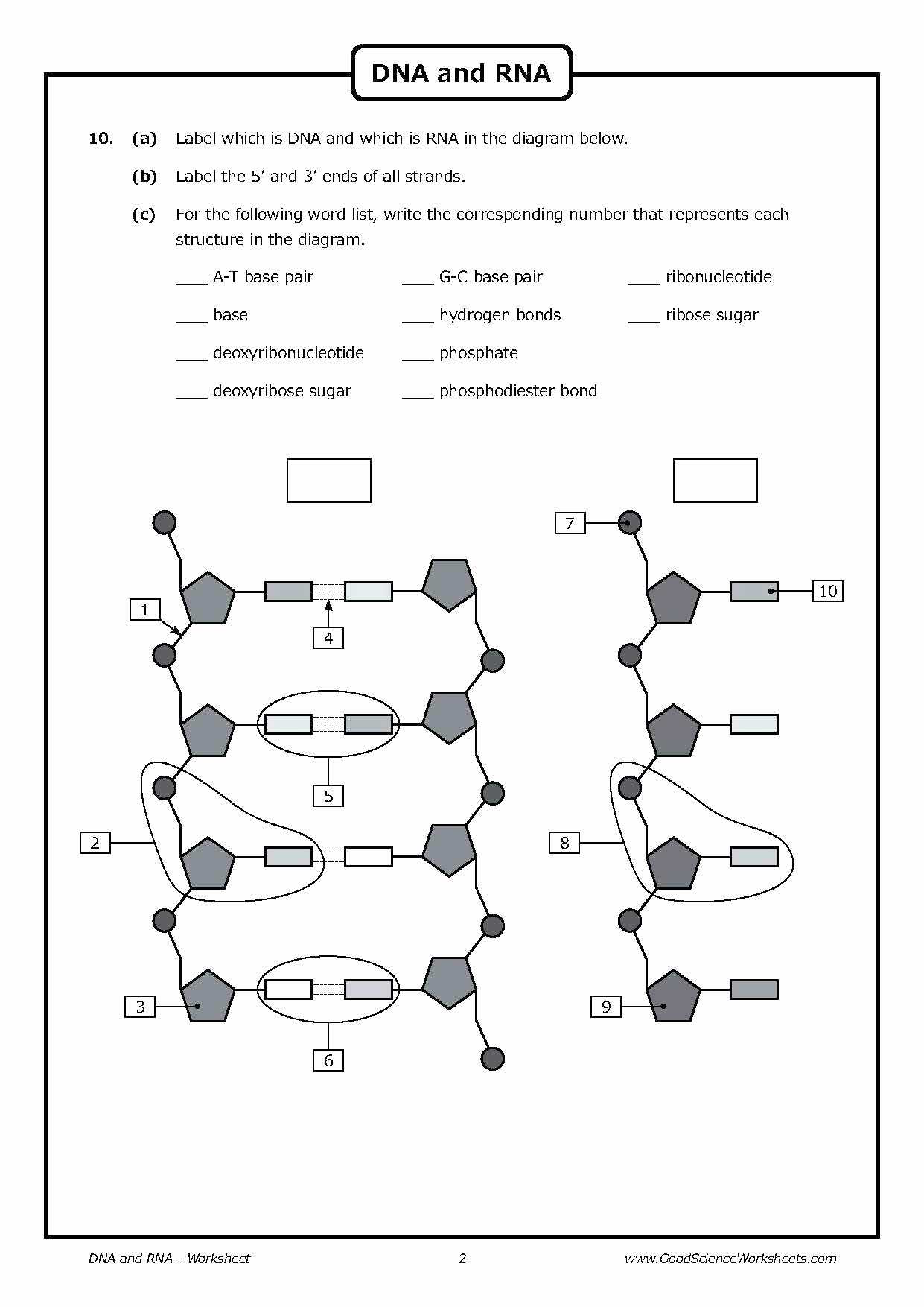 Dna Replication Review Worksheet Answers with Dna Replication Worksheet Answer Key Fresh 346 Best Science Dna