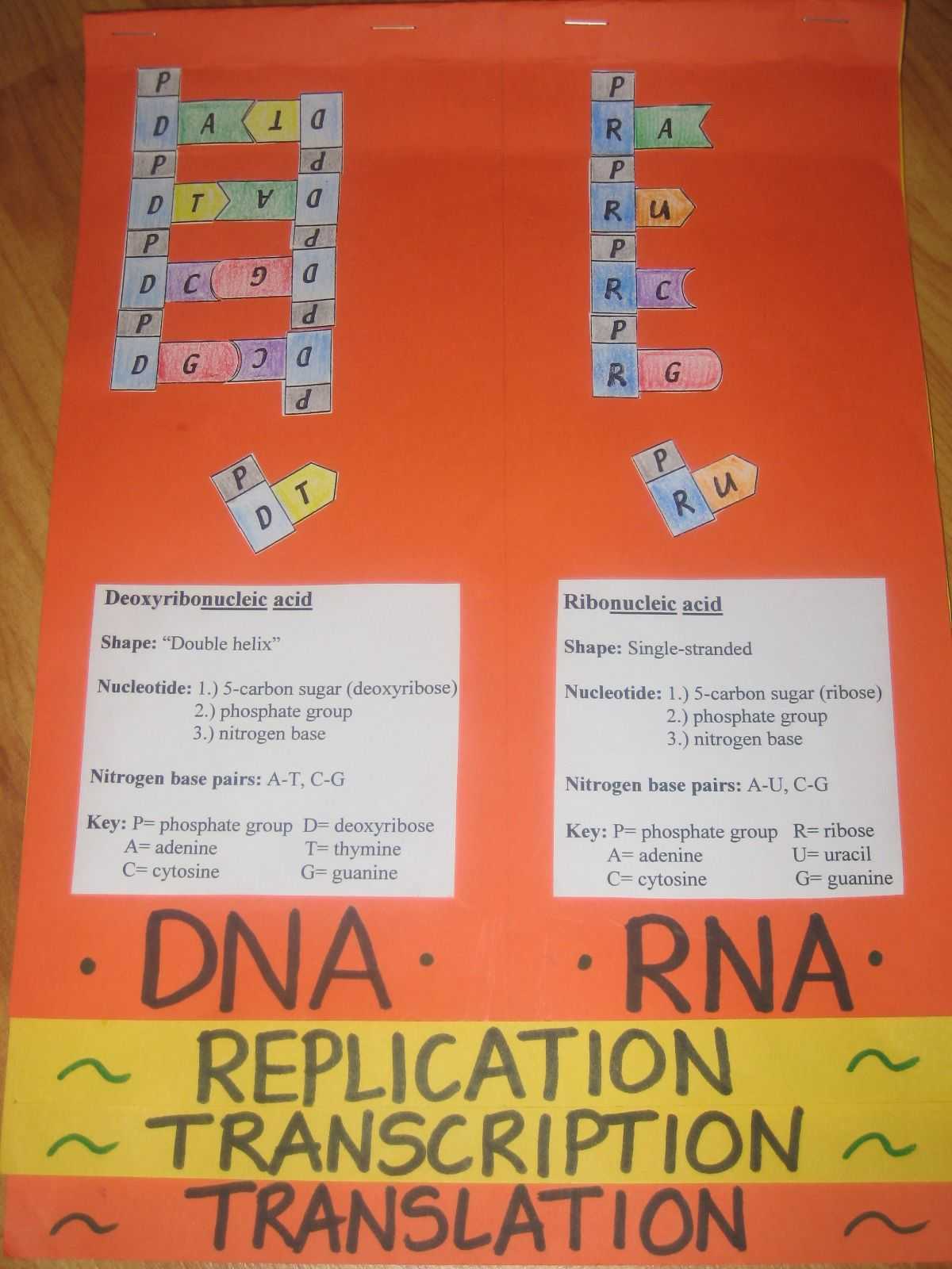 Dna Replication Worksheet Pdf or Dna Rna Foldable Science Interactive Notebook